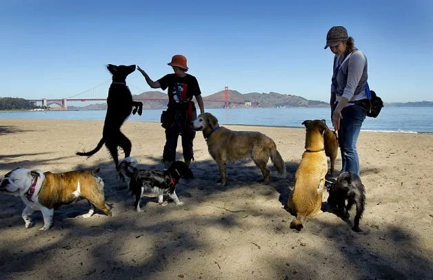 Will Park Plan Unleash Dog Apocalypse?