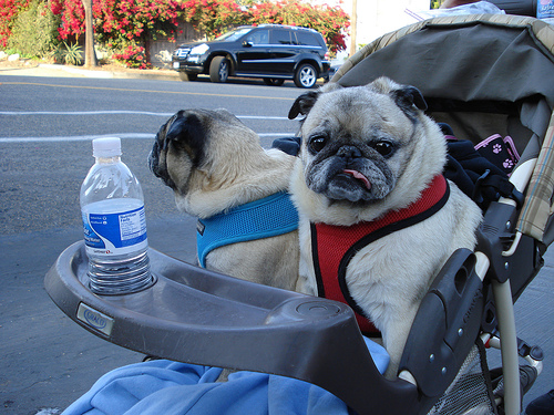 There are more dogs than kids in San Francisco