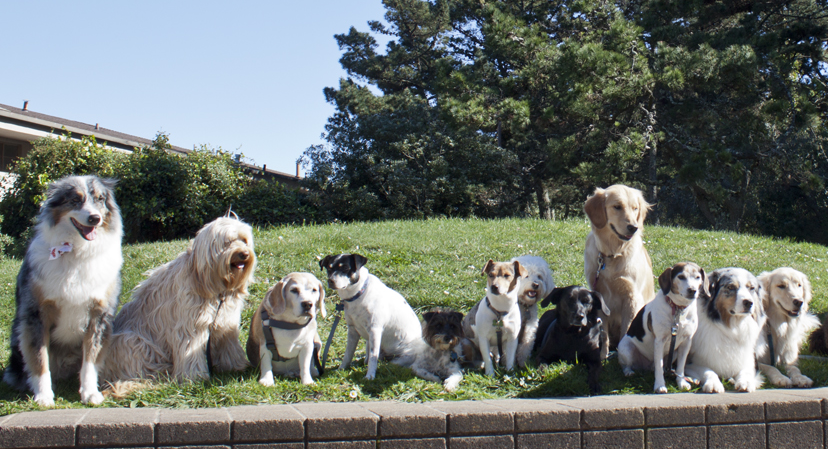 Dogs Gone Wild?