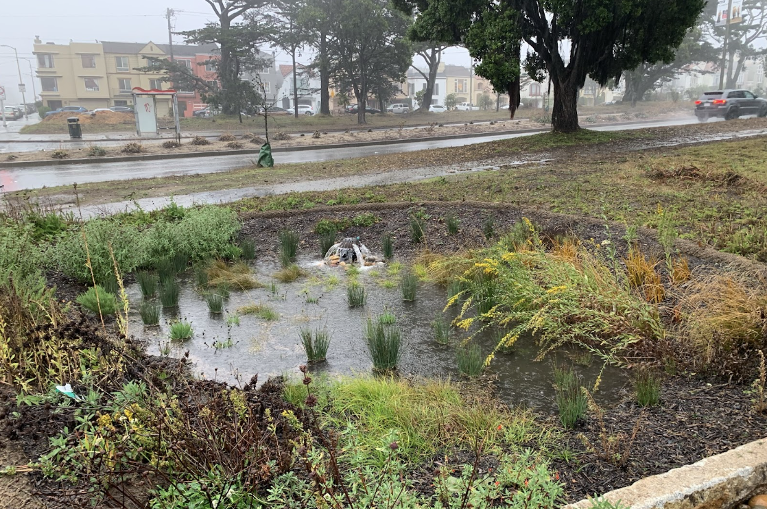 Discover the Rain Gardens of Sunset Boulevard
