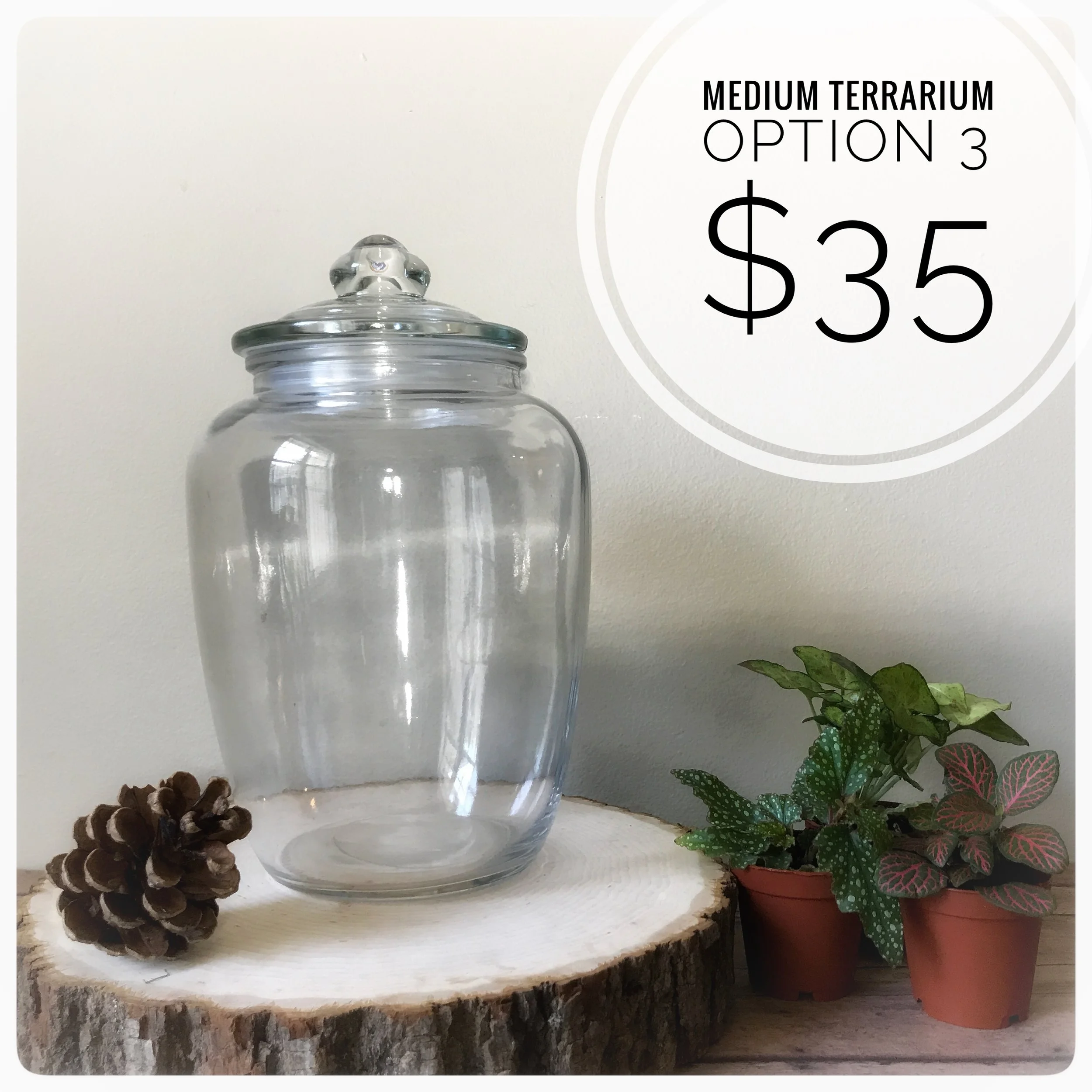 Includes live moss and three plants