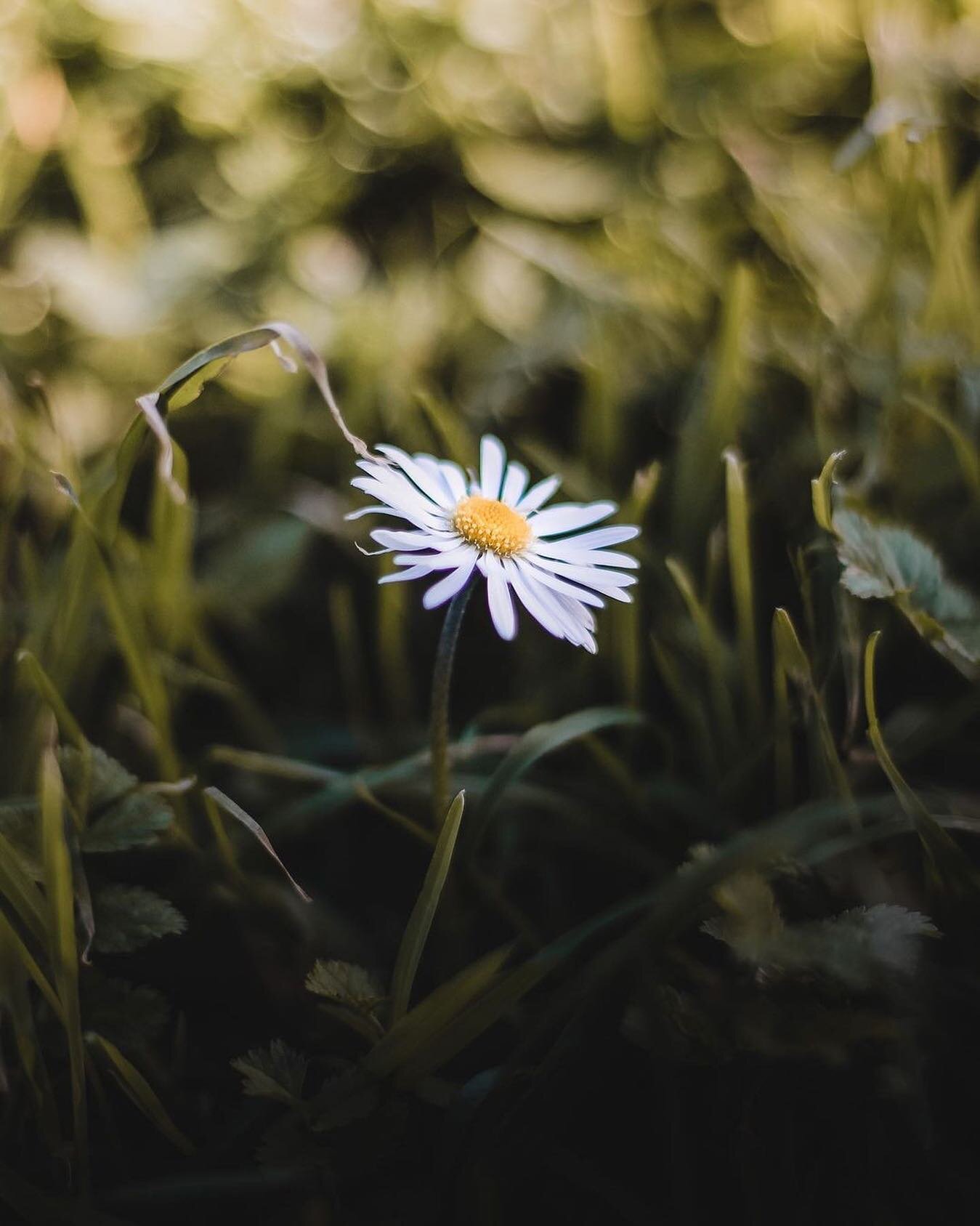 Standing out in a sea of green. 
Photo by @linomsramalho #stayandwander