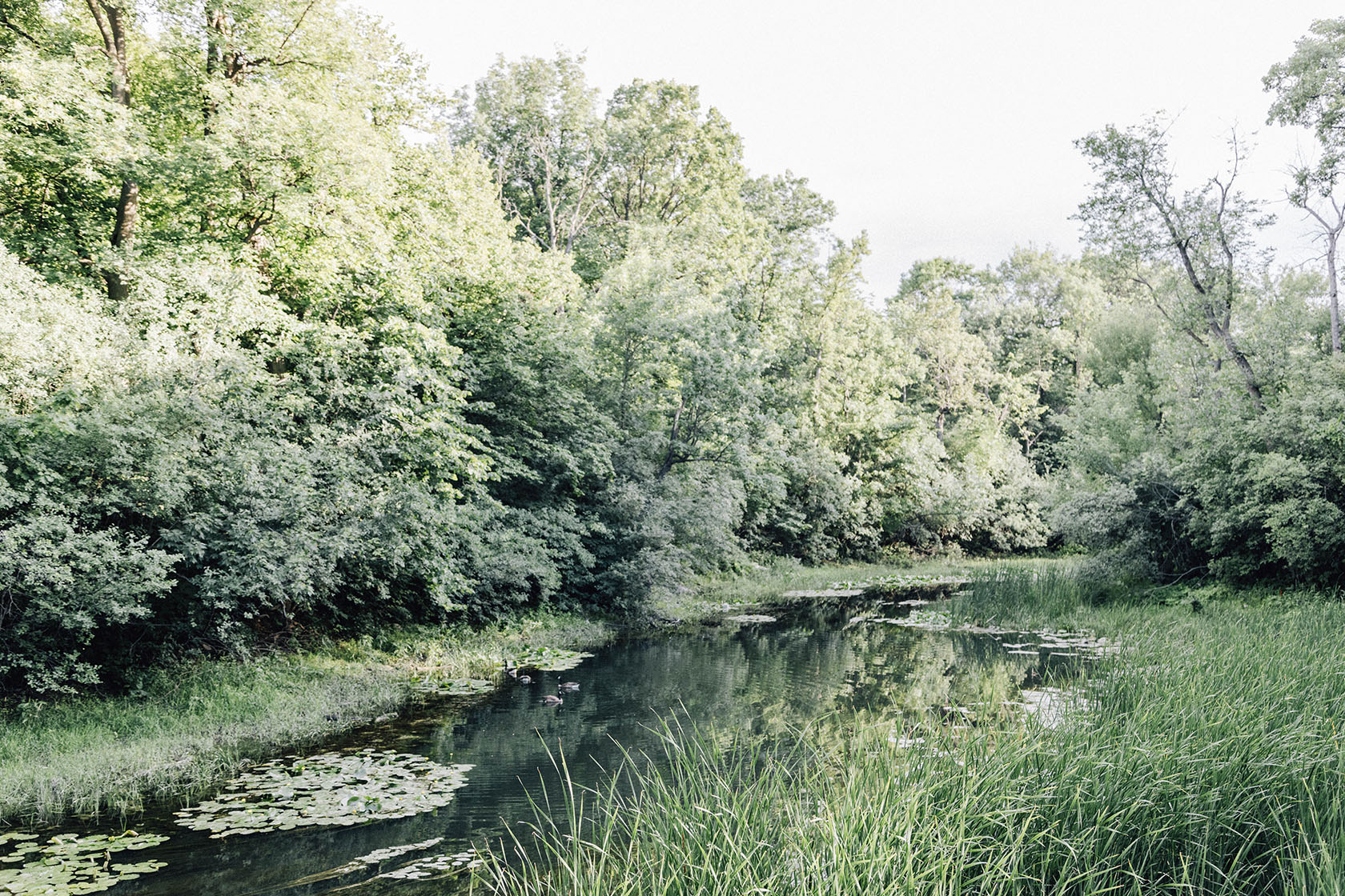 Parc-nature du Bois-de-Liesse