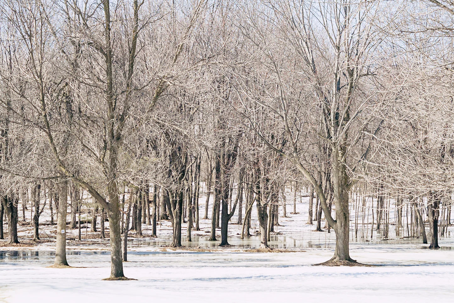 Parc du Mont-Royal
