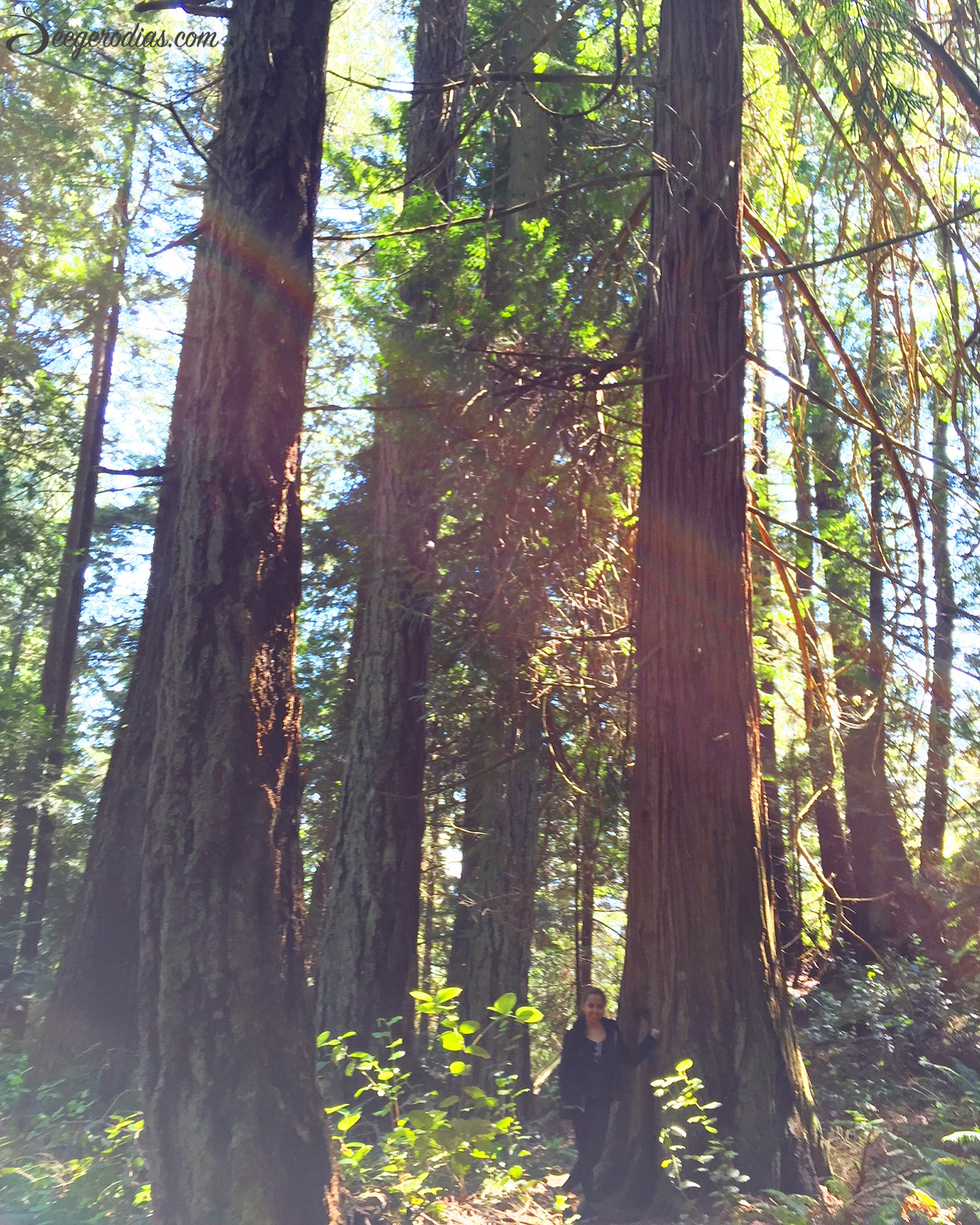 Vancouver rainforest. Hiking is a great way to appreciate nature, unwind and still keep that body moving! Two awesome hiking spots we went to: Capilano Suspension Bridge and Lighthouse Park.