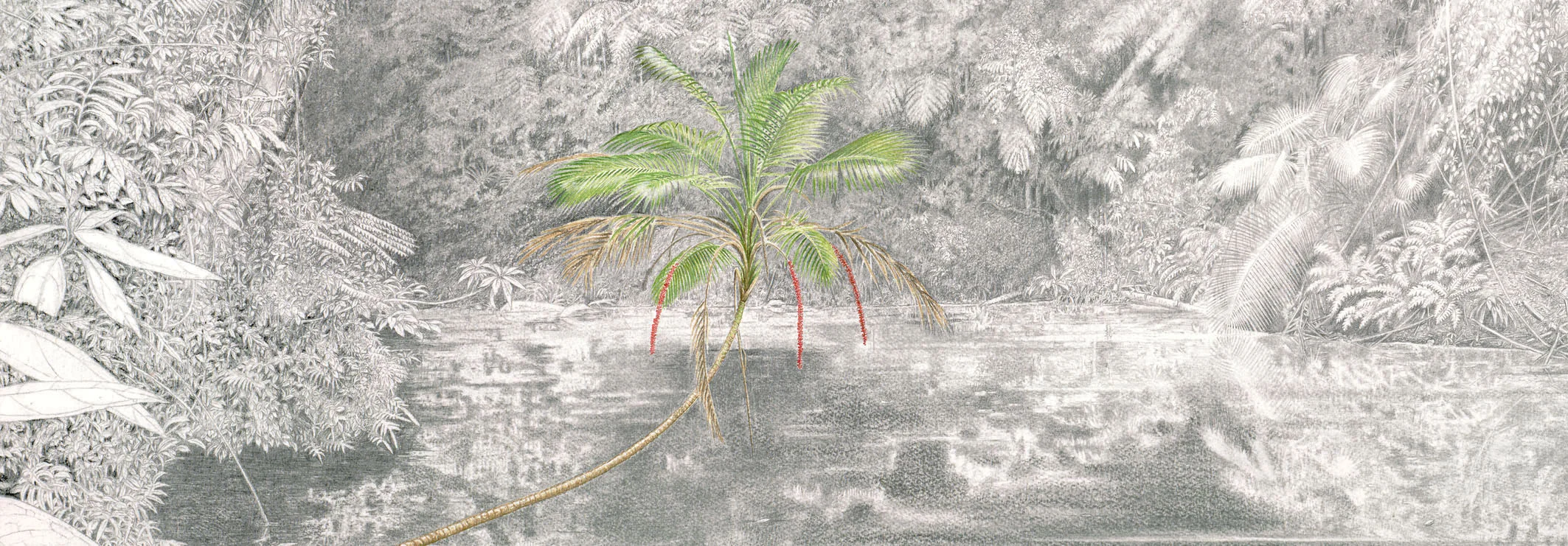 Between Art and Poetry is a recent collaboration between botanical poet John Charles Ryan and botanical artist David Mackay on the diversity and beauty of the natural environments and flora of the New England Tablelands. Held at Reader’s Companion in Armidale, the event will include a reading of poetry and an exhibition of art, as well as brief artist talks by John and David. Join us for an Exhibition, Reading, Performance and Book Launch With Music by Alana Blackburn