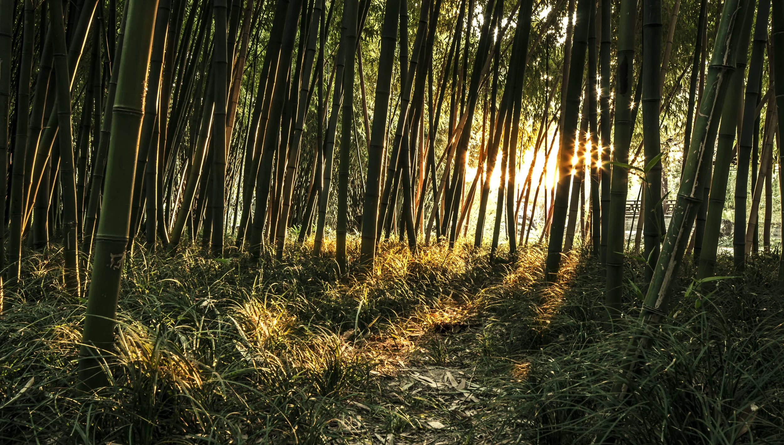 竹林密影 / Bamboo grove