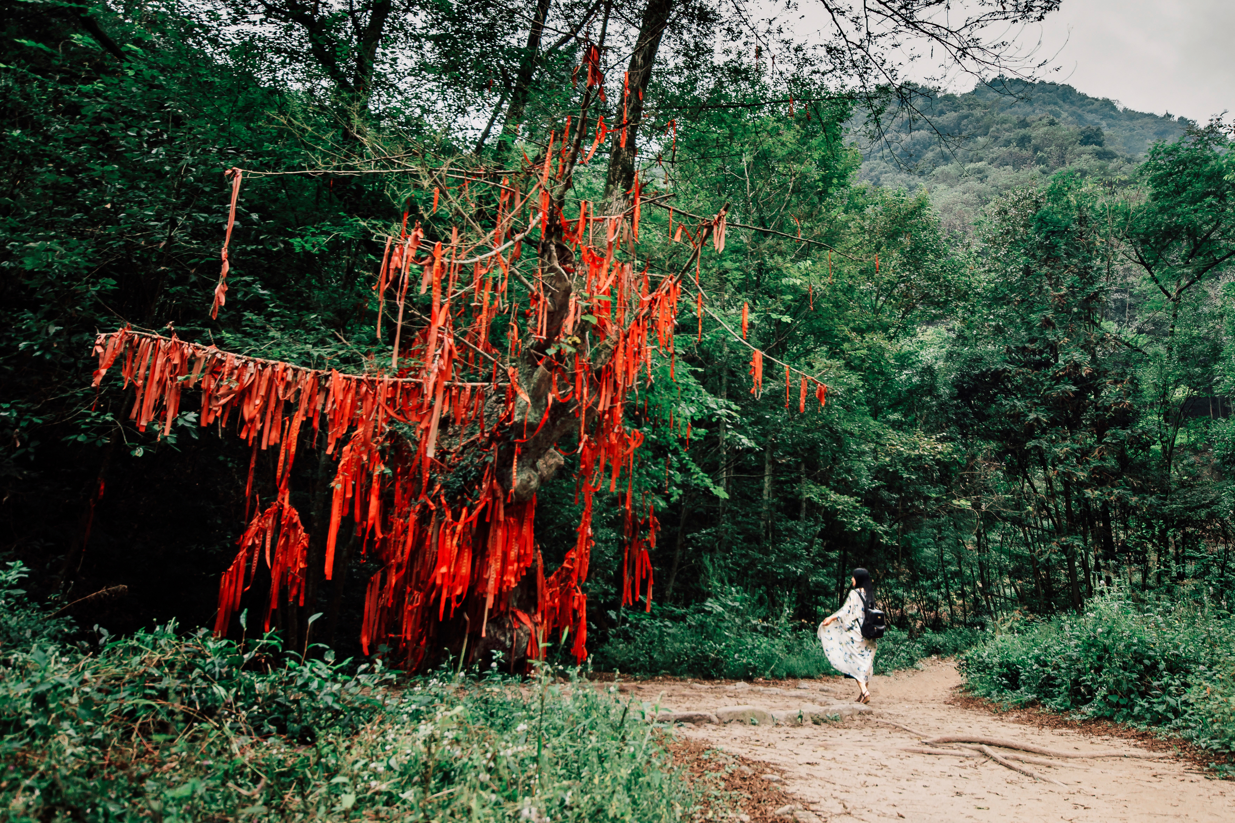 许愿树下 / Under the wishing tree