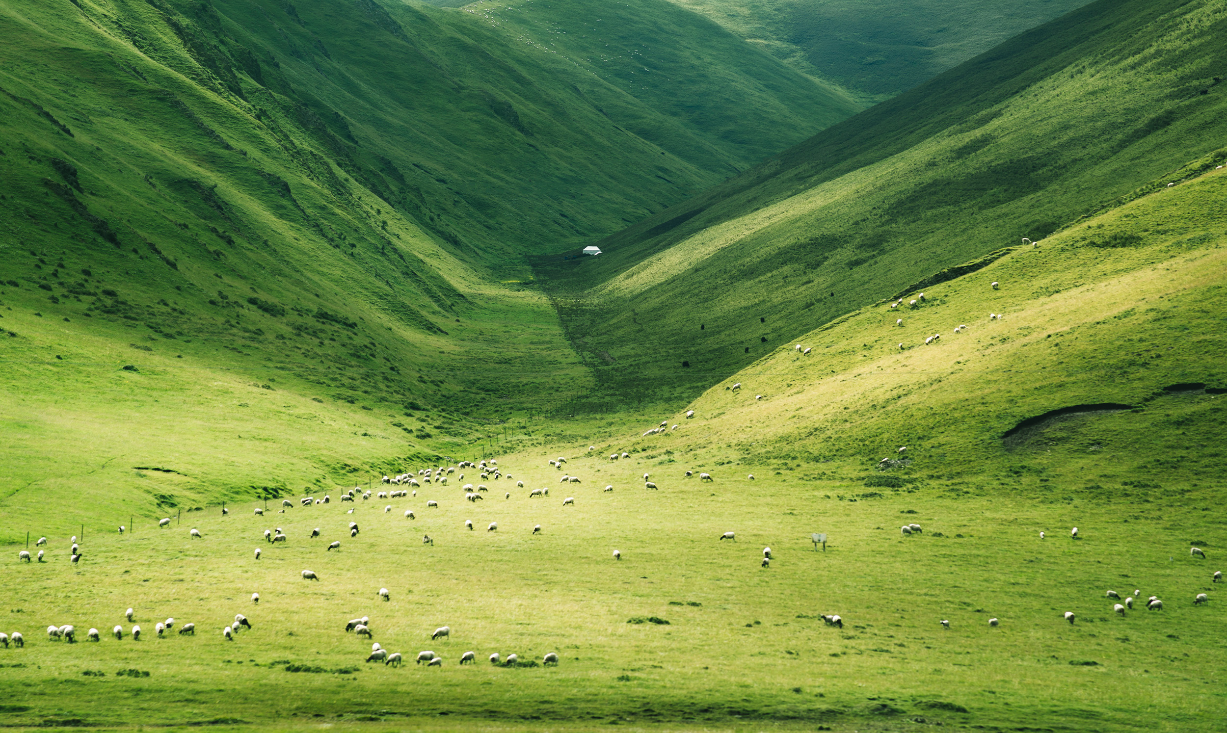 Prairie Of Gannan, China / 甘南草原