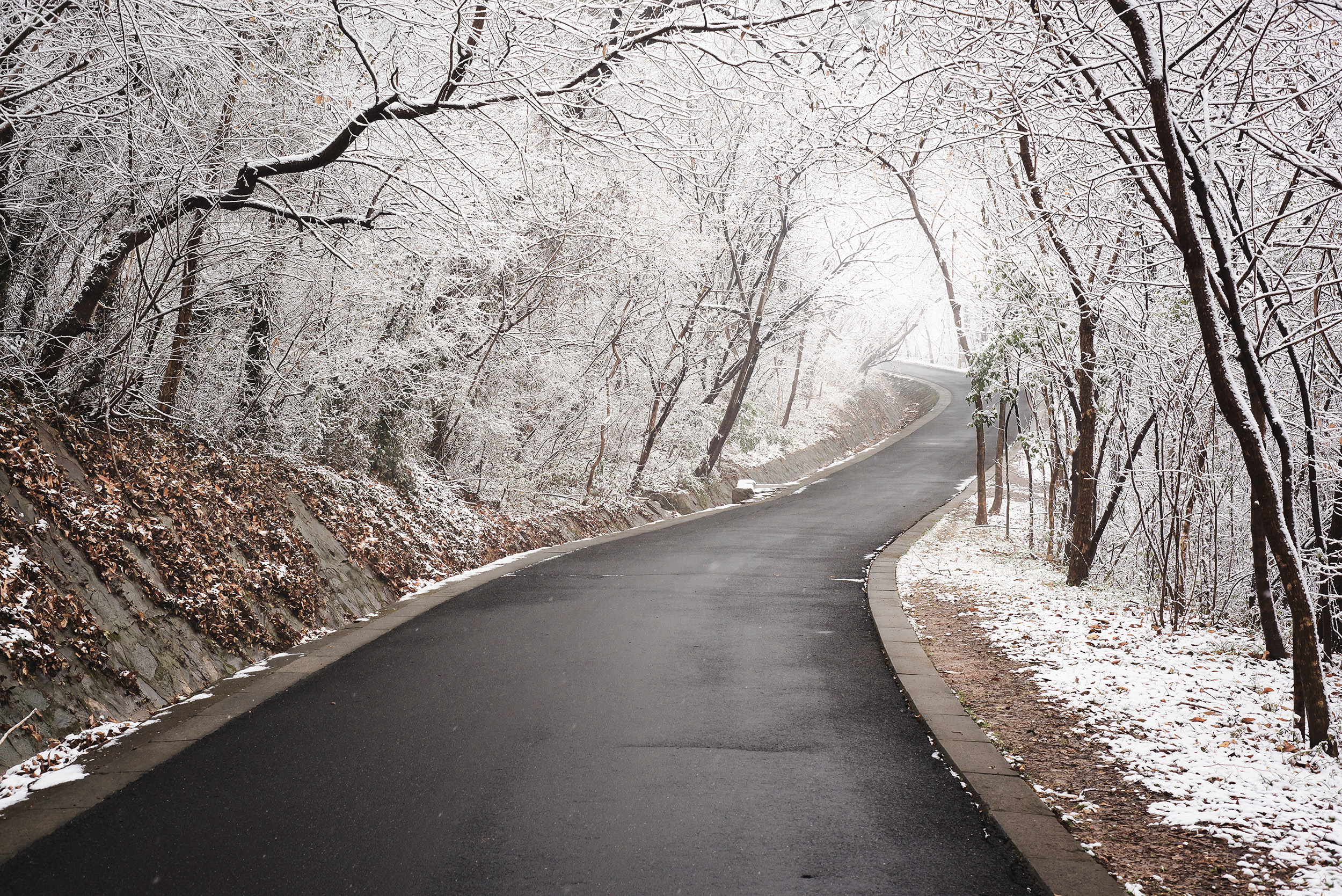 Spring Snow / 春雪