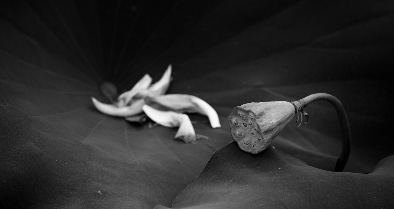 20180611-_DSC4411-Edit-2-Edit.jpg