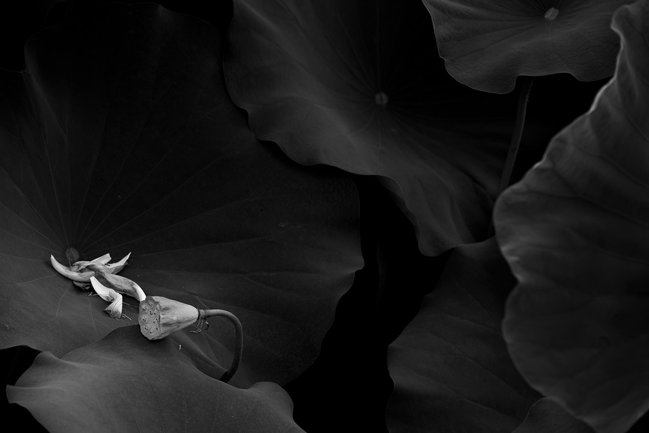 20180611-_DSC4414-Edit-2-Edit.jpg