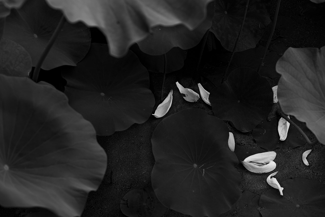 20180613-_DSC4458-Edit-2-Edit.jpg