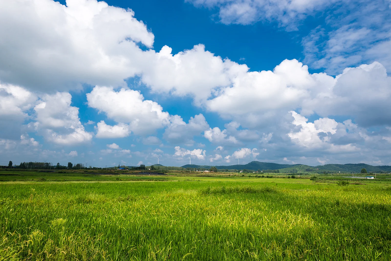 这种感觉让我产生了去甘南草原的错觉