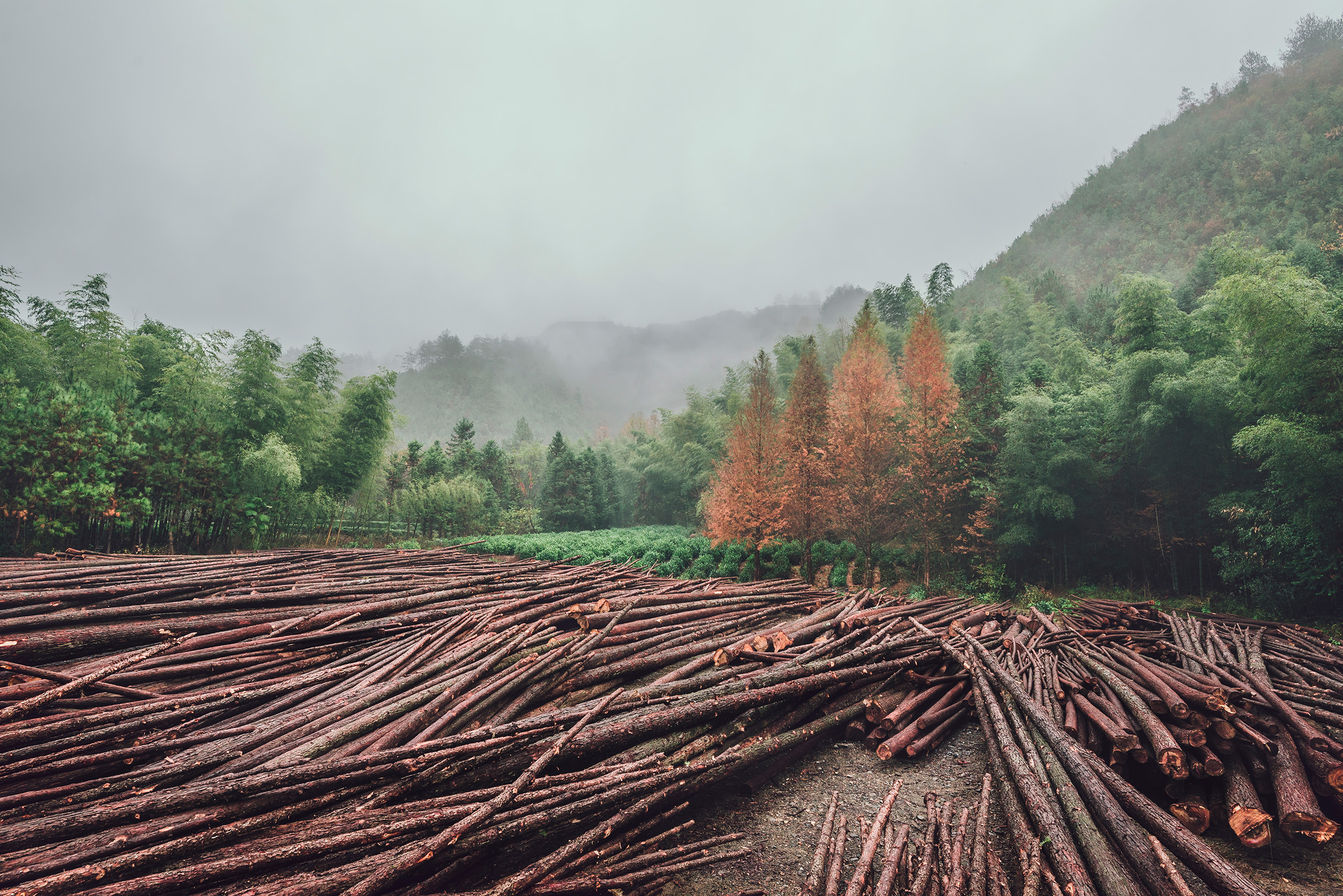 Autumn, Tea Garden &amp; Logging Camp / 秋、茶园与伐木场