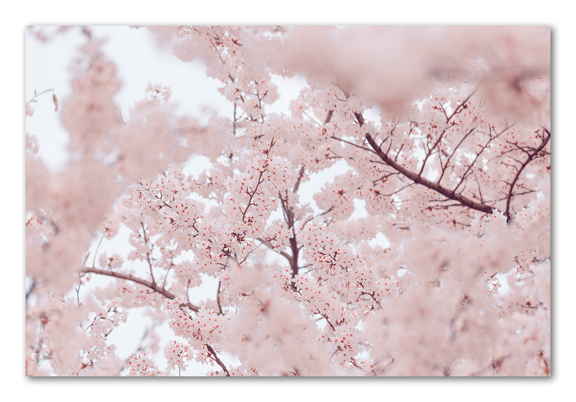 20190327-_DSC8027.jpg