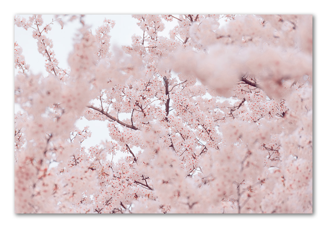 20190327-_DSC8026.jpg