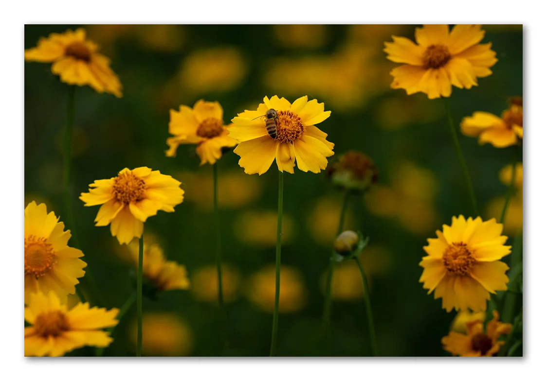 Composition of Triangle