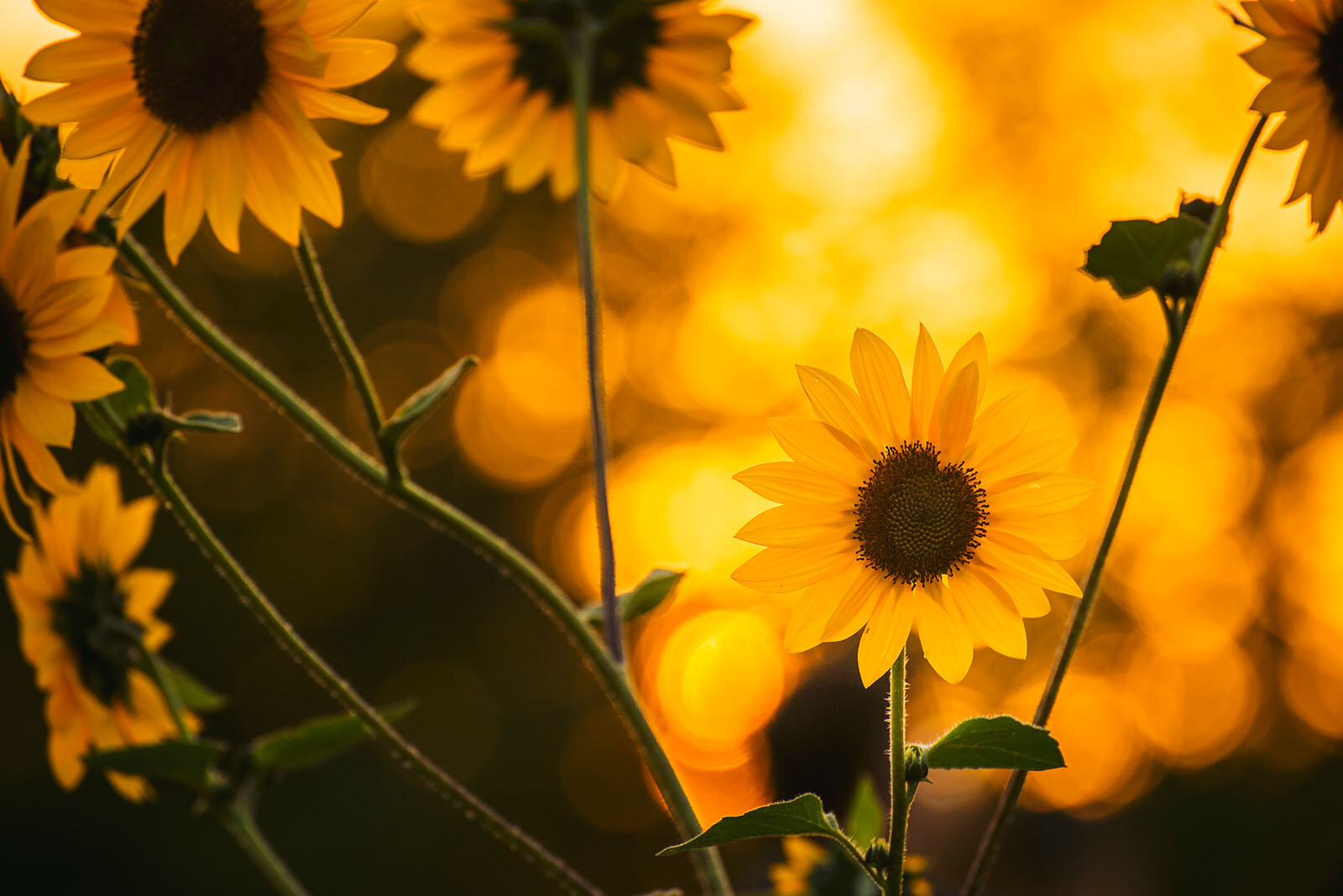 Sunflowers And Sunlight