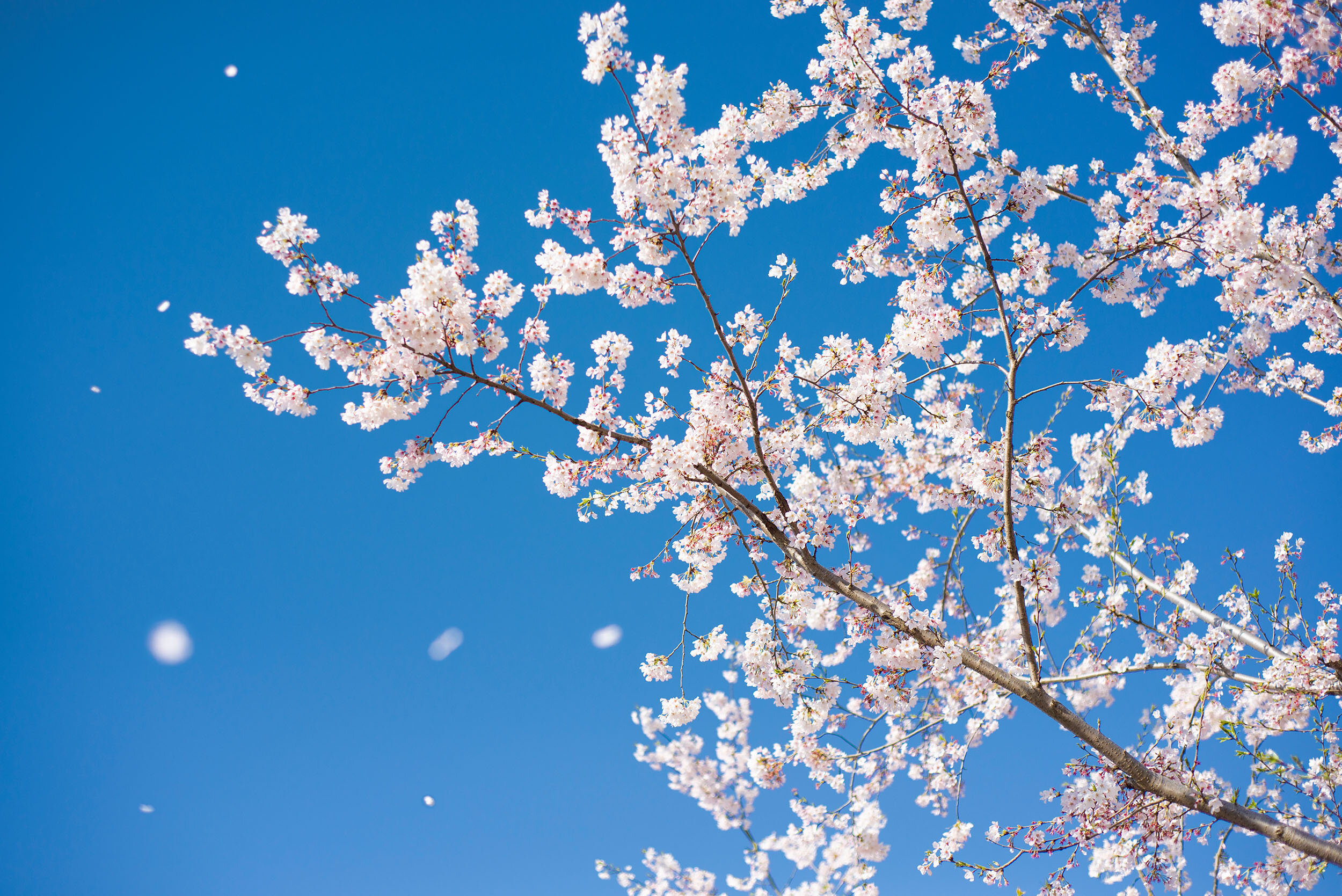 桜吹雪 