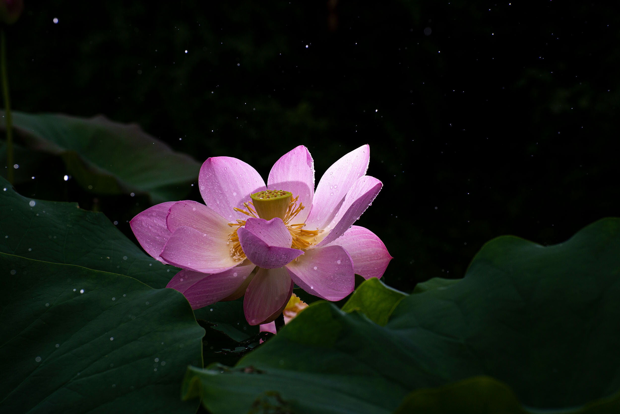 Raindrops Falling Upon Lotus / 碎雨落玉荷