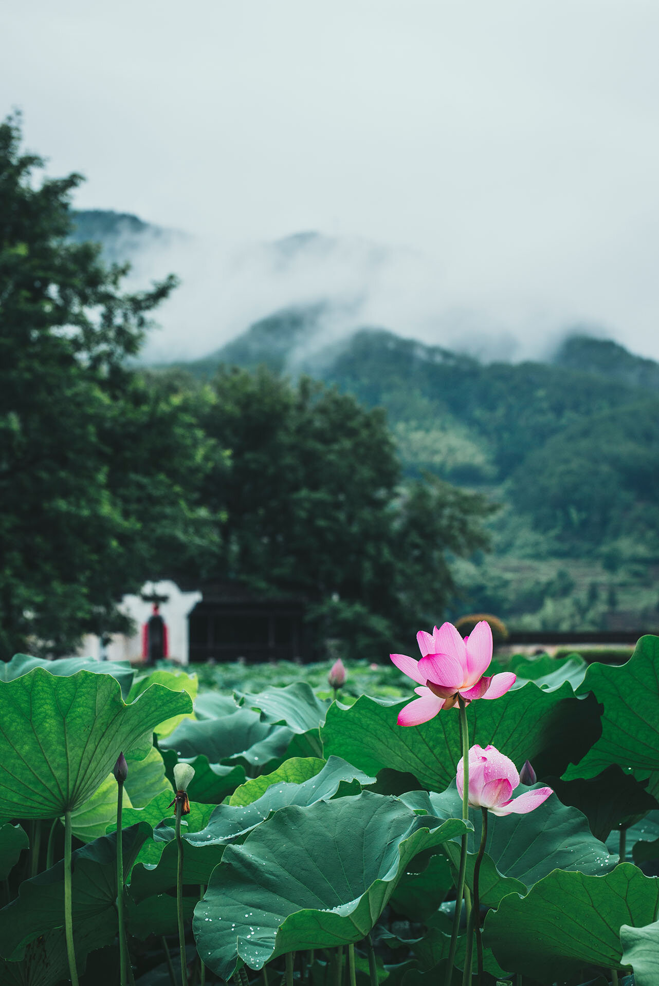 Lotus in Chengkan / 呈坎的荷花