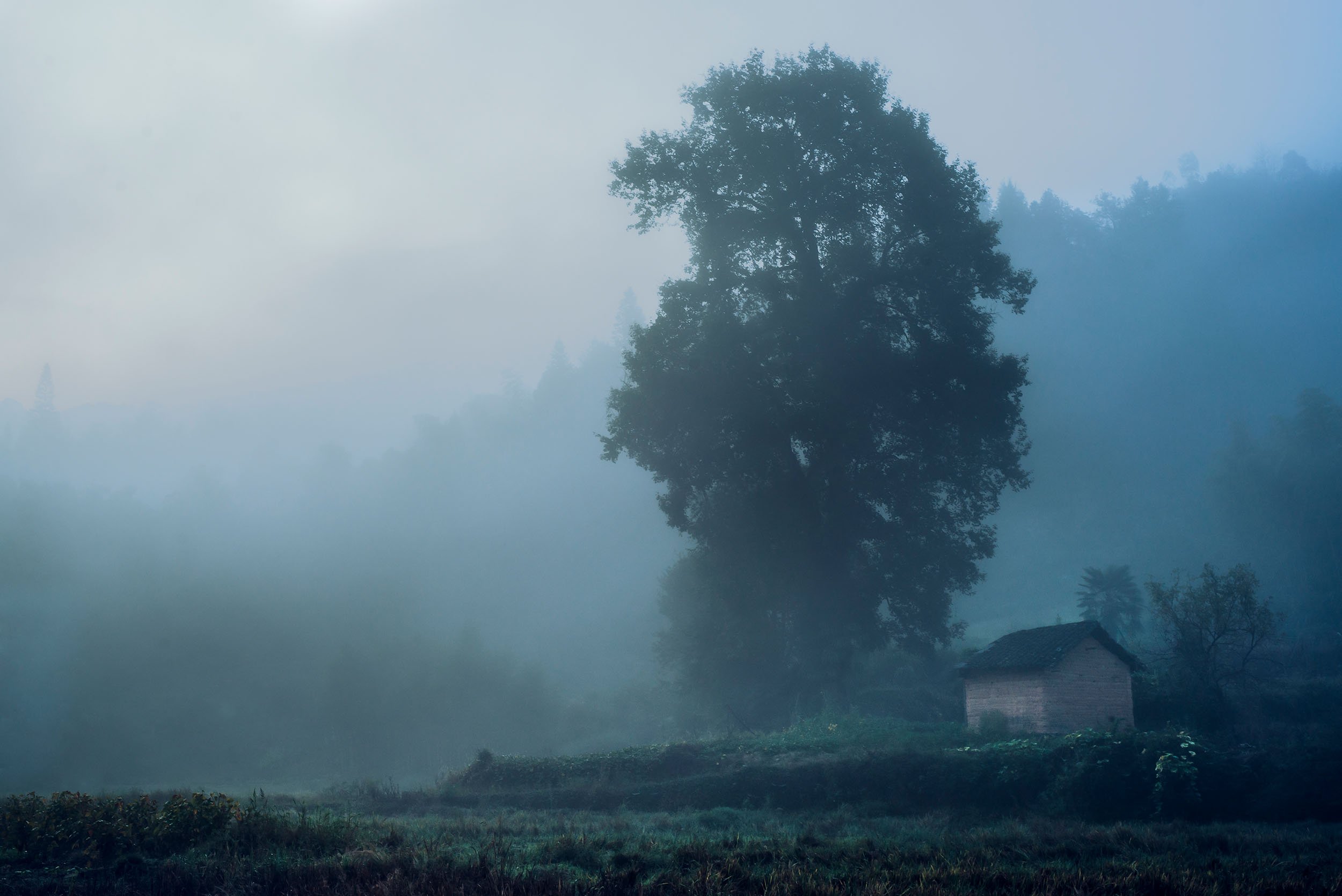 Tree & House / 树与屋