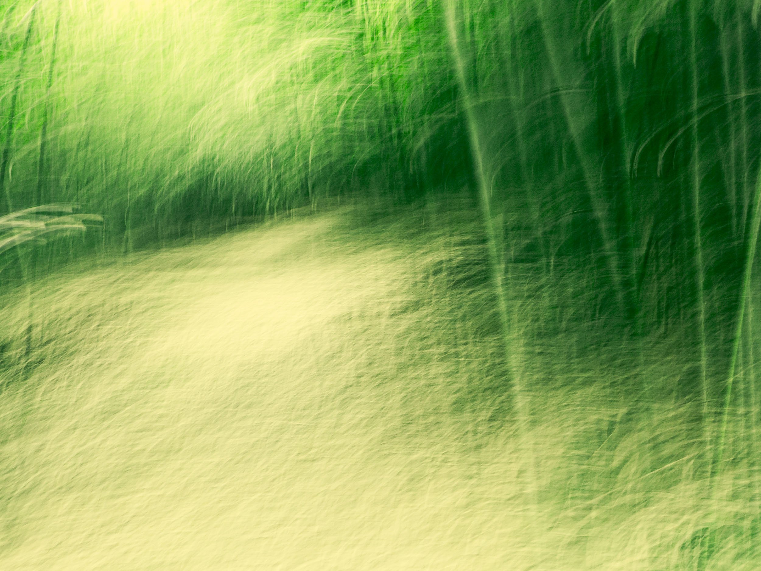 Dream Of Bamboo Forest / 竹林幻梦