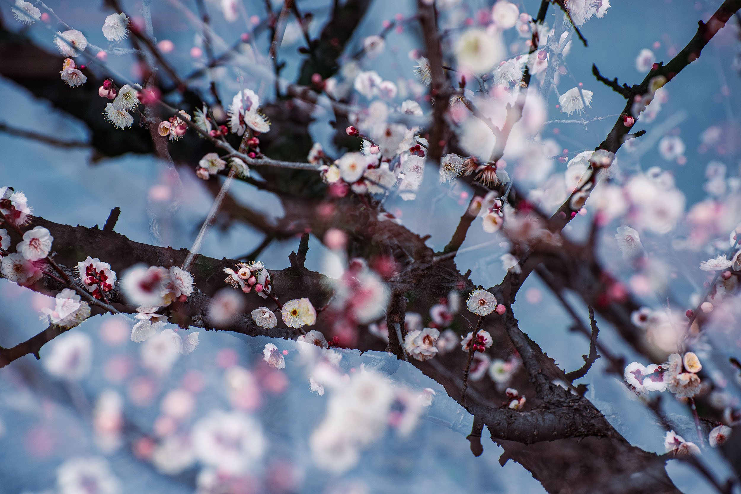 Plum Tree And Plum Blossom / 梅树与梅花