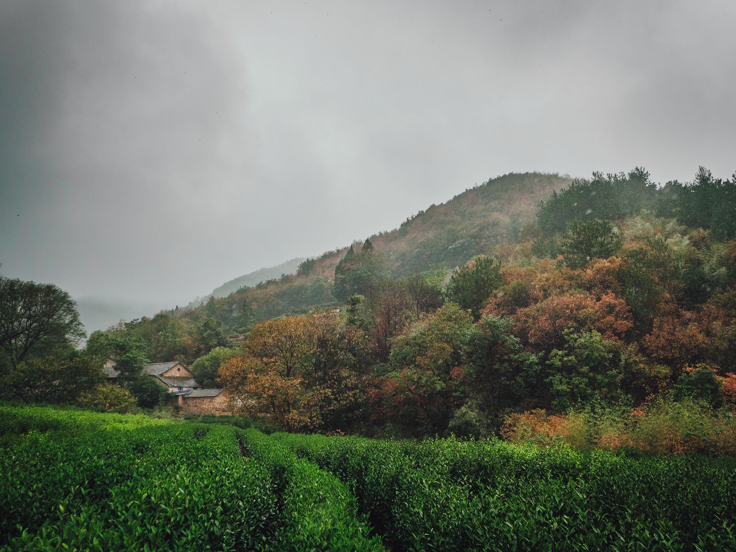 Autumn, Tea Garden And Old House / 秋、茶园与老屋