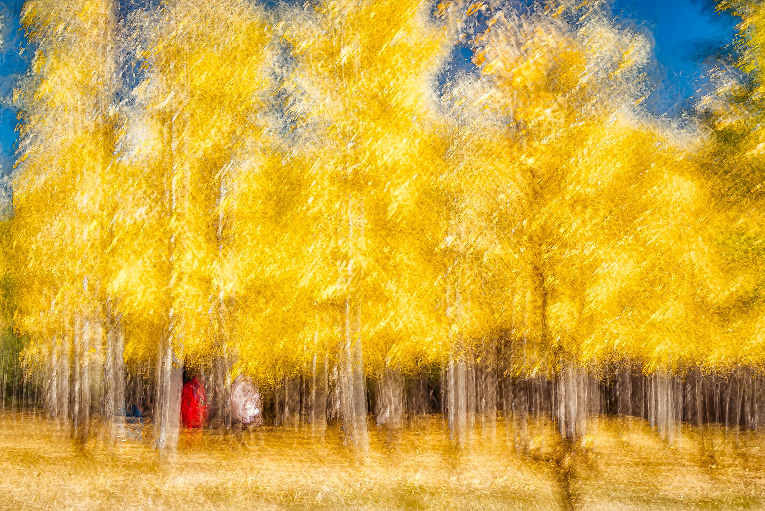 Sunshine  Moment In Park / 阳光灿烂的午后