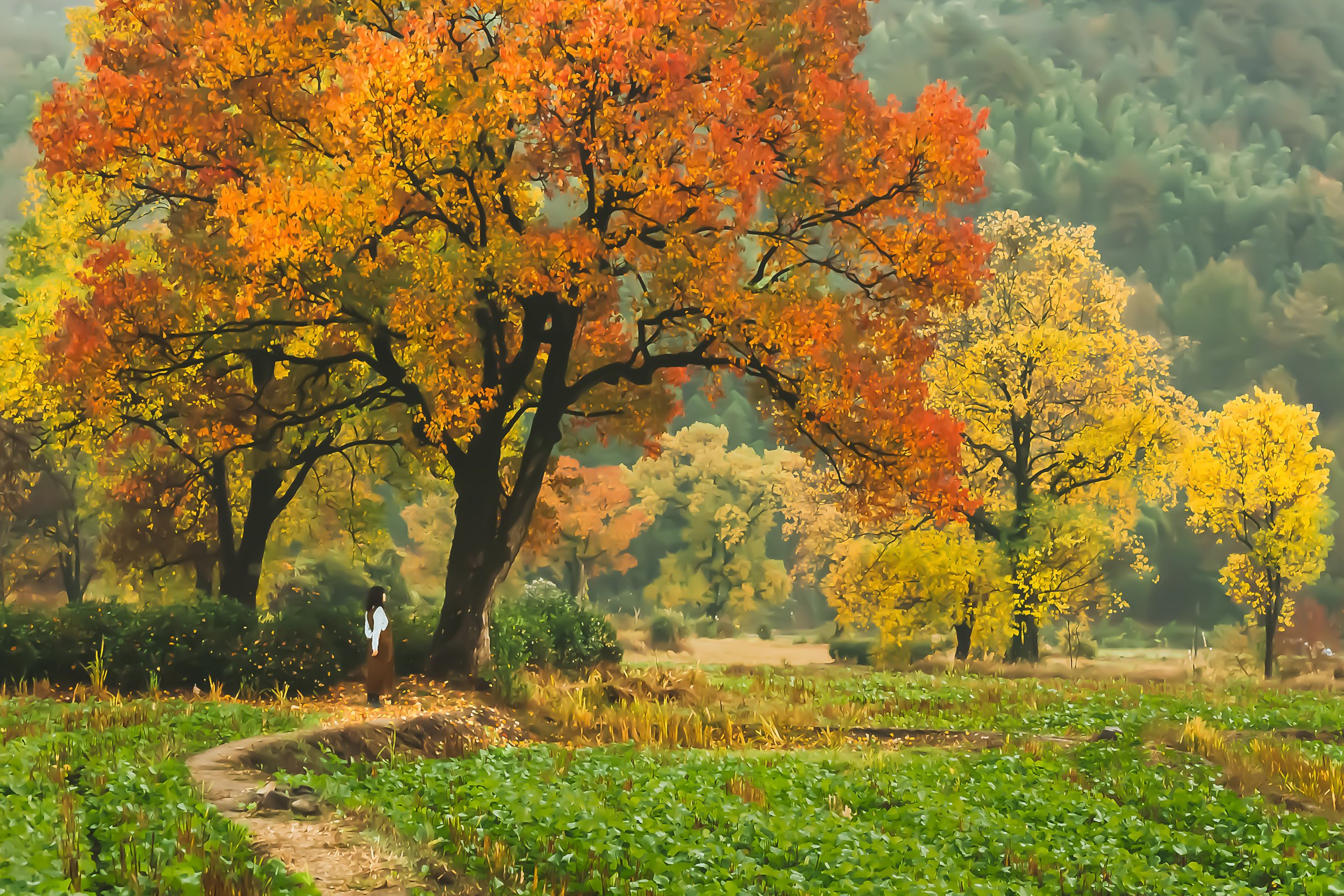 Autumn of Field / 田野秋色