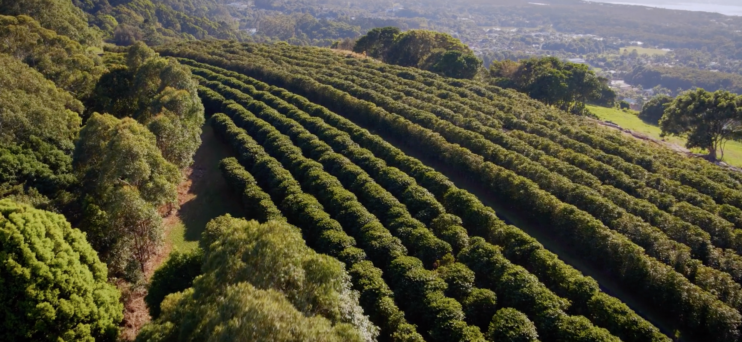 Chain of Origin coffee narration