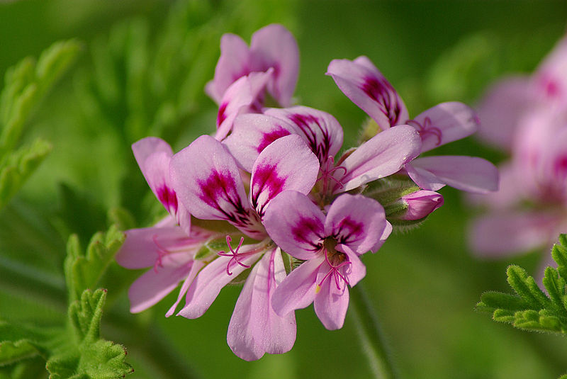 Geranium Oil E China