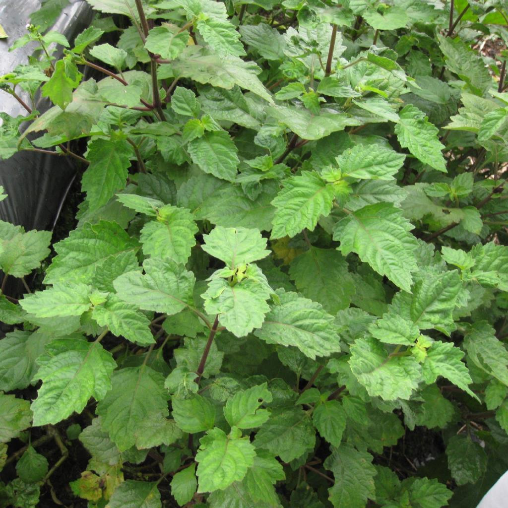 Patchouli Oil (Karimun Indonesia)
