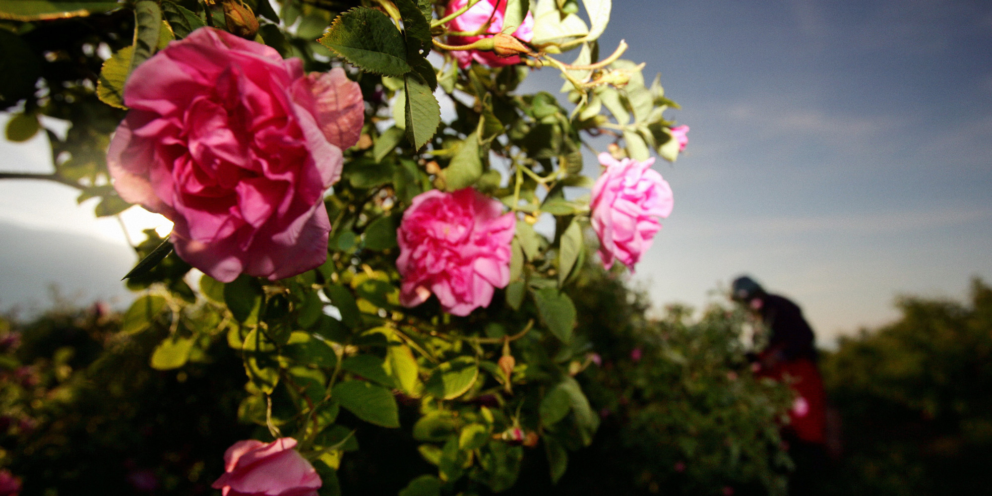 Rose Oil (Bulgaria and Turkey)