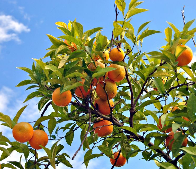 Orange Oil (Brazil)