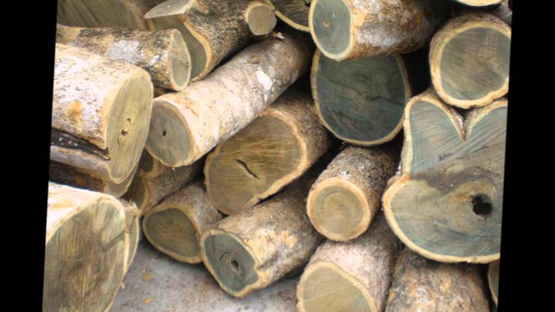 Guiacwood Oil (Paraguay)