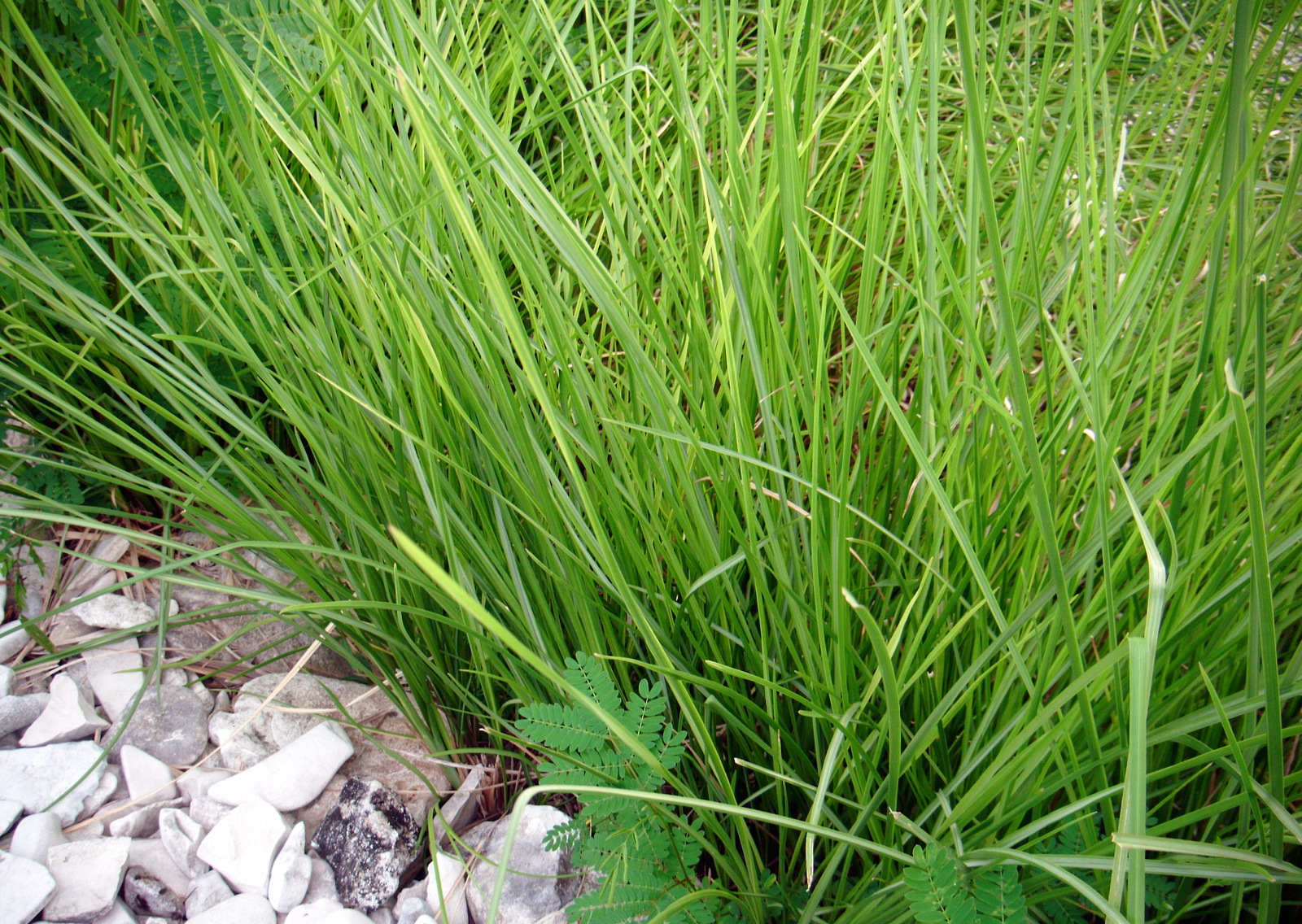 Vetyver Oil