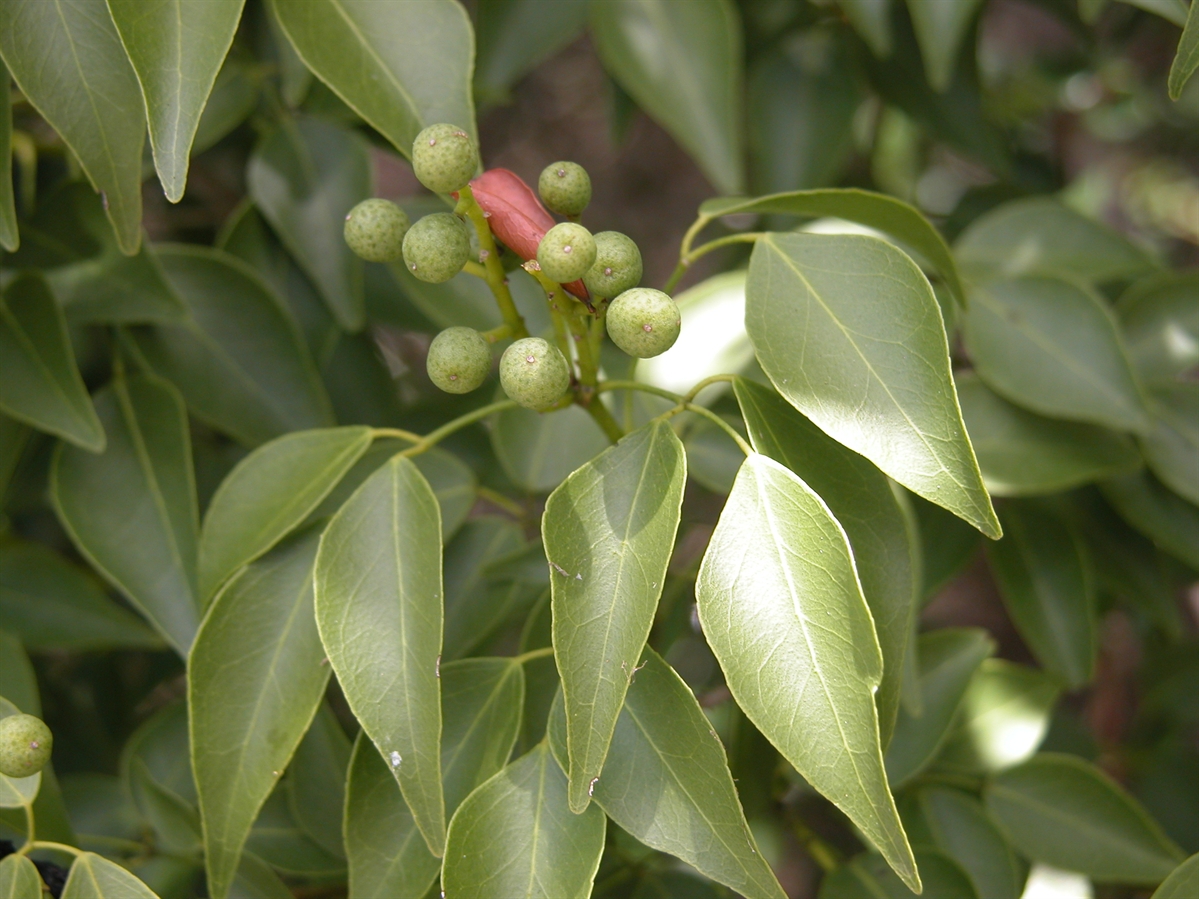 Amyris Oil (South America)