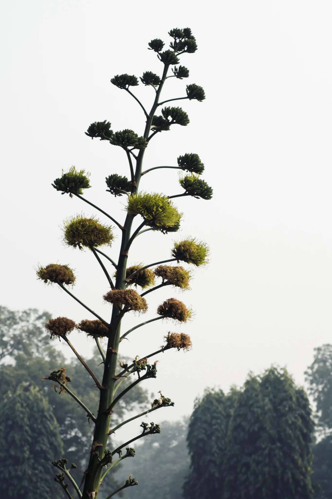 indiafifth-6.jpg