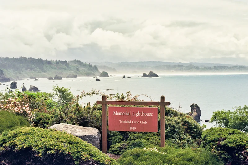 redwoods-27.jpg