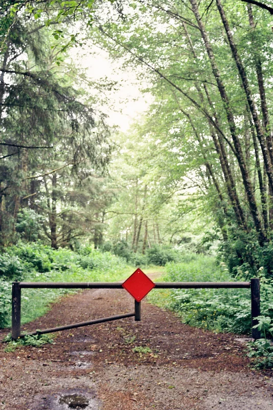 redwoods-37.jpg