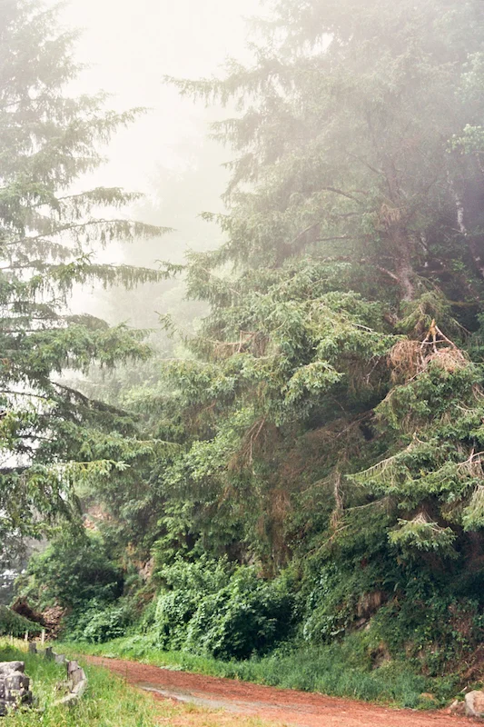 redwoods-39.jpg