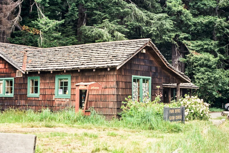 redwoods-40.jpg