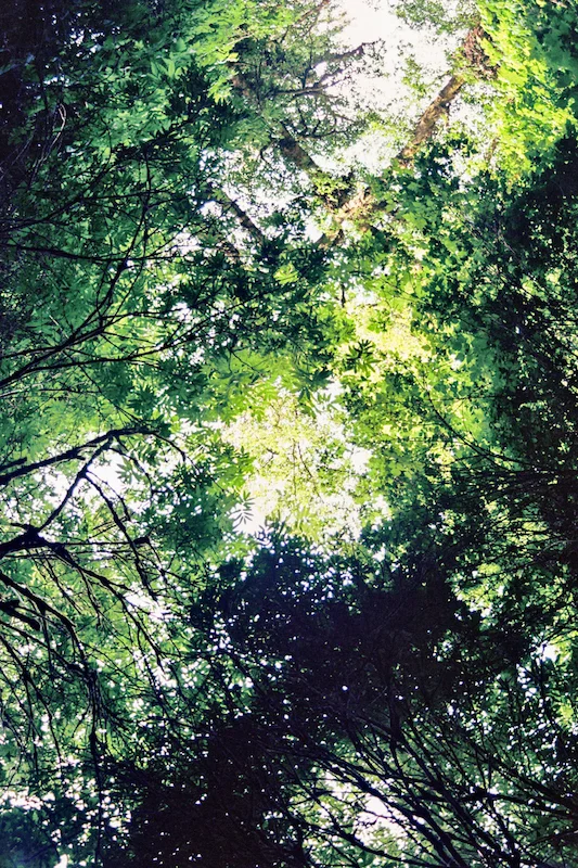 redwoods-45.jpg