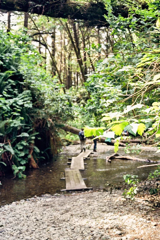 redwoods-48.jpg