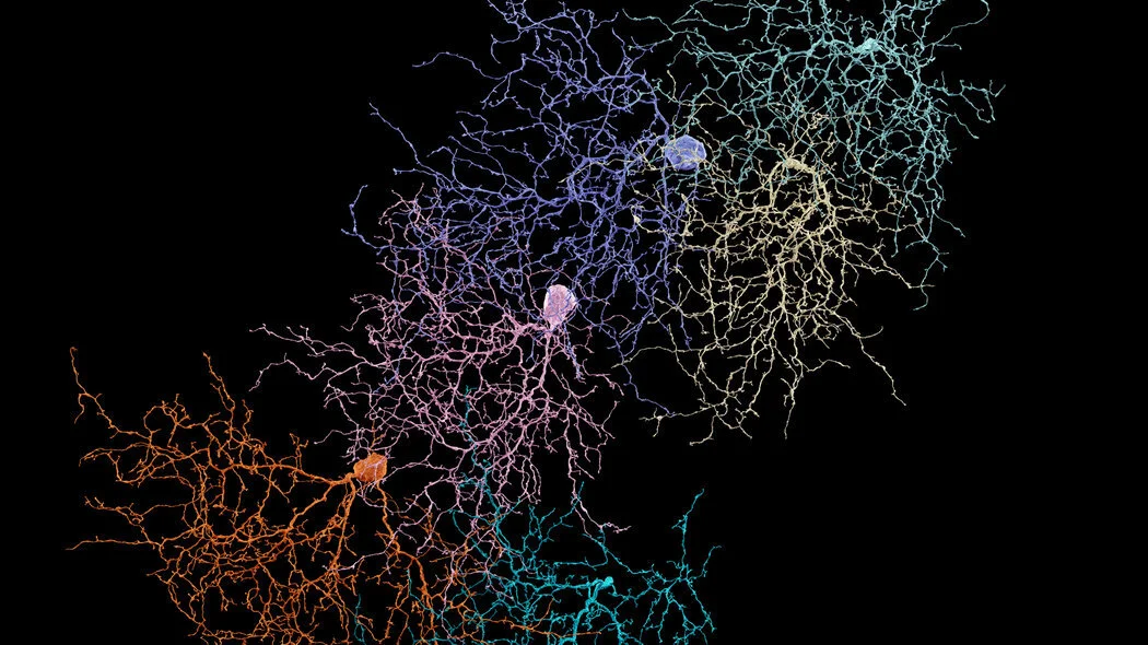 NYT: Sebastian Seung's Quest to Map the Human Brain