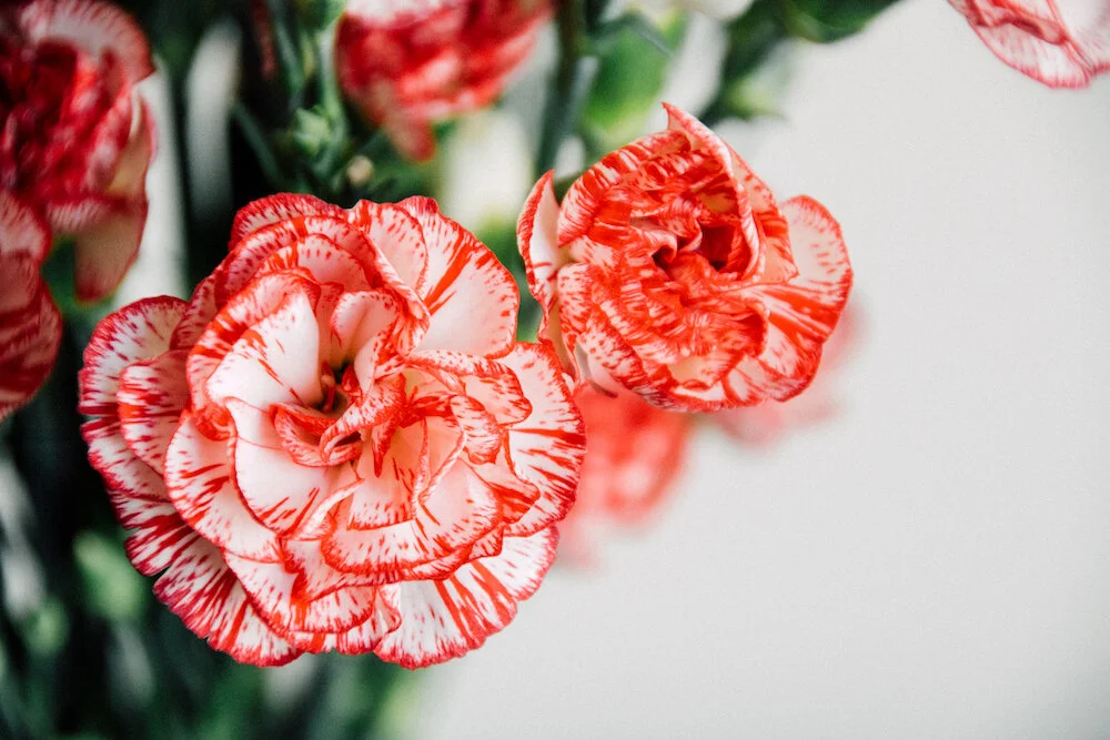 Flowers this Week