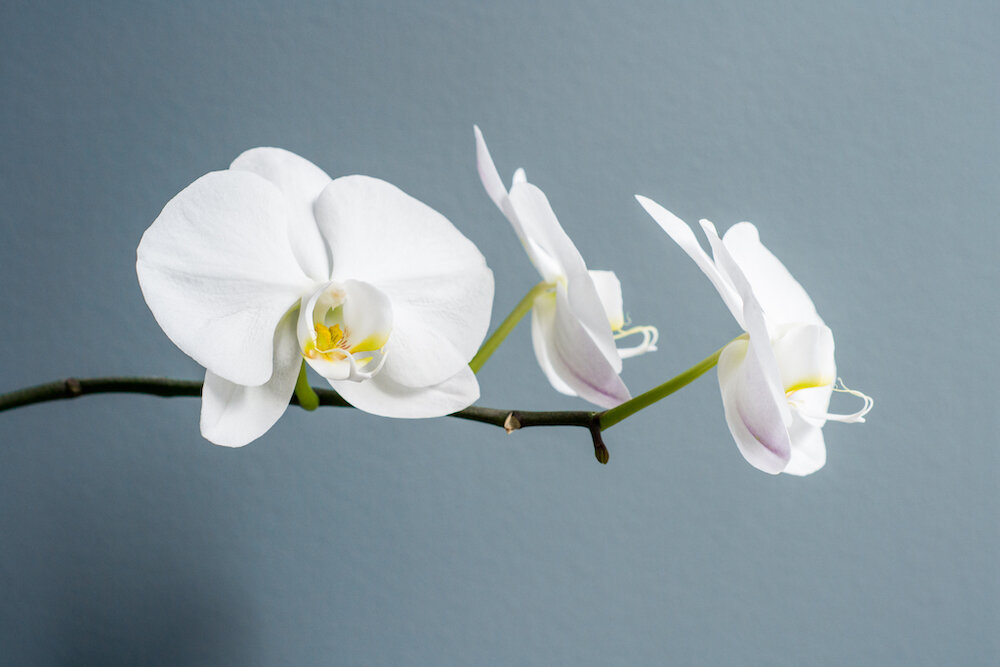 Flowers this Week